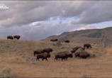 Сцена из фильма Мир дикой природы / World of the Wild (2016) Мир дикой природы сцена 14