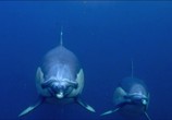 Сцена из фильма Дельфины скрытой камерой / Dolphins: Spy in the Pod (2014) Дельфины скрытой камерой сцена 13