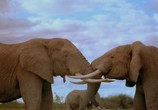 Сцена из фильма Discovery: Королевство африканского слона / Africa's Elephant Kingdom (1998) 