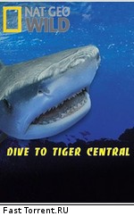Погружение в царство тигровых акул