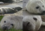 Сцена из фильма Морские котики-убийцы / Killer seals (2017) Морские котики-убийцы сцена 4