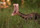 Сцена из фильма National Geographic: Самые опасные змеи в мире / National Geographic: World's deadliest snakes (2010) National Geographic: Самые опасные змеи в мире сцена 4