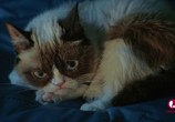 Фильм Худшее Рождество Сердитой кошки / Grumpy Cat's Worst Christmas Ever (2014) - cцена 2