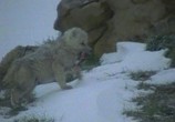 ТВ BBC: Жизнь животных: Волк / BBC The Wildlife Specials: Wolf (1997) - cцена 3