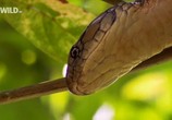 Сцена из фильма National Geographic: Загадки королевской кобры / Secrets of the King Cobra (2009) National Geographic: Загадки королевской кобры сцена 4