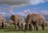 Сцена из фильма Discovery: Африка - королевство слонов / Discovery: Africa's Elephant Kingdom (1998) 