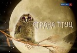 ТВ Страна птиц (2011) - cцена 1