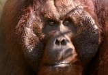 Сцена из фильма BBC: Живой мир (Мир природы): Король орангутангов / The Natural World. The Orangutan king (2005) BBC: Живой мир (Мир природы): Король орангутангов сцена 3