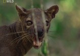 Сцена из фильма National Geographic: Самые опасные животные: Леса / World's Deadliest Animals: Forests (2008) 
