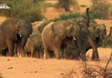 Сцена из фильма Почти человек. Жизнь слона / An Elephant's World (2017) Почти человек. Жизнь слона сцена 1