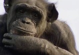 Сцена из фильма Человекообразные обезьяны / Human Ape (2017) Человекообразные обезьяны сцена 1