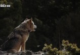 Сцена из фильма Nat Geo Wild: Пума против волка / Nat Geo Wild: Cougar vs Wolf (2013) 