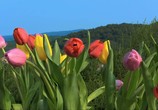 ТВ BluScenes: Цветущие сады / BluScenes: Flowering Gardensание (2012) - cцена 3