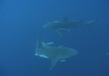 Сцена из фильма Людоеды дикой природы: акулы / Attack! Africa's maneaters - Sharks (2001) Людоеды дикой природы: акулы сцена 11