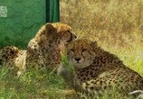 Сцена из фильма Царство гепардов / Cheetah Kingdom (2010) 