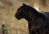 Сцена из фильма Настоящая чёрная пантера / The Real Black Panther (2020) Настоящая чёрная пантера сцена 12