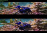 Сцена из фильма Чудеса моря в 3D / Wonders of the Sea 3D (2017) Чудеса моря в 3D сцена 8