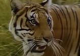 Сцена из фильма BBC: Наедине с природой: Повесть о павлине и тигре / The tale of the peacox and the tjger (2004) BBC: Наедине с природой: Повесть о павлине и тигре сцена 4