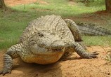 Сцена из фильма Людоеды дикой природы: крокодилы / Attack! Africa's maneaters - Crocodiles (2001) Людоеды дикой природы: крокодилы сцена 7