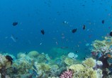 Сцена из фильма На морской глубине: Большой барьерный риф / Under The Sea: The Great Barrier Reef (2018) На морской глубине: Большой барьерный риф сцена 18