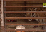 Сцена из фильма По следам уссурийского тигра / Operation Snow Tiger (2013) 