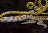 ТВ Discovery: Идеальный путеводитель. Змеи / Discovery: Ultimate Guide: Snakes (1999) - cцена 6