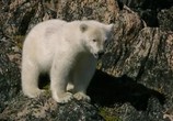 Сцена из фильма BBC: Живой мир (Мир природы): Полярные медведи и гризли / The Natural World. Polar bears & grizzlies - bears on top of the world (2007) 