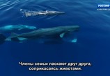 ТВ Мудрость китов / Whale Wisdom (2018) - cцена 6