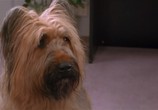 Сцена из фильма Главная собака / Top Dog (1995) Главная собака сцена 3