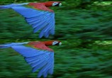 ТВ Крылья 3Д / Wings 3D (2013) - cцена 5