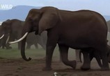 ТВ National Geographic: Доисторические хищники. Короткомордый медведь / Prehistoric Predators: Short-Faced Bear (2009) - cцена 2