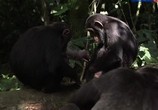 Сцена из фильма Секреты обезьян. Сокращая разрыв / The Secret of the Apes - Narrowing the GAP (2013) Секреты обезьян. Сокращая разрыв сцена 2