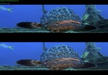 Сцена из фильма Чудеса моря в 3D / Wonders of the Sea 3D (2017) Чудеса моря в 3D сцена 13