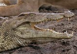 Сцена из фильма Вся правда о крокодилах / The dark side of crocs (2015) Вся правда о крокодилах сцена 1