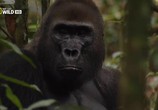 Сцена из фильма National Geographic: Моя жизнь с гориллами / My Gorilla Life (2012) National Geographic: Моя жизнь с гориллами сцена 7