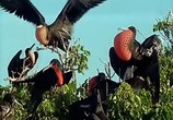 ТВ BBC: Наедине с природой: Дурное поведение птиц / Birds behaving Badly (2004) - cцена 3