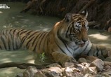 Сцена из фильма Самый знаменитый в мире тигр / The world's most famous tiger (2017) Самый знаменитый в мире тигр сцена 4