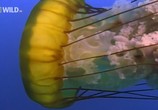 Сцена из фильма National Geographic: Нашествие медуз / Jellyfish invasion (2007) National Geographic: Нашествие медуз сцена 1