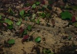ТВ BBC: Планета муравьёв - Взгляд изнутри / Planet Ant: Life Inside the Colony (2012) - cцена 5