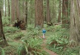 Сцена из фильма Красный лес / Redwoods (2019) Красный лес сцена 2