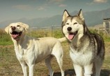 Сцена из фильма Тимбер – говорящая собака / Timber the Treasure Dog (2016) Тимбер – говорящая собака сцена 16