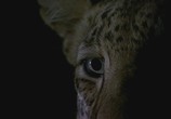 ТВ PBS Nature: Тайная жизнь леопарда / PBS Nature: Revealing the Leopard (2010) - cцена 1