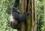 Сцена из фильма BBC. Семья горилл и я / Gorilla Family and Me (2015) BBC. Семья горилл и я сцена 4