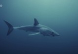 Сцена из фильма Акула против тунца / Shark vs Tuna (2018) Акула против тунца сцена 5
