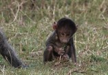 ТВ BBC: Animal Planet: Великий рифт: Дикое сердце Африки / Great Rift: Africa's Wild Heart (2010) - cцена 4