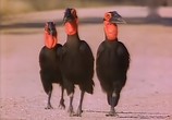ТВ BBC: Наедине с природой: Птица гром / Thunderbirds (2004) - cцена 4