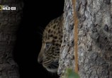 Сцена из фильма National Geographic: Необычный леопард / National Geographic: The Unlikely Leopard (2012) National Geographic: Необычный леопард сцена 1