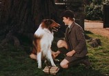 Сцена из фильма Лэсси возвращается домой / Lassie Come Home (1943) Лэсси возвращается домой сцена 2