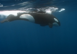 Сцена из фильма Самый смертоносный кит / World's Deadliest Whale (2020) 