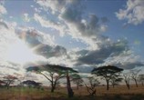 Сцена из фильма Природа и музыка: Африка / Nature & Music: Africa (2009) Природа и музыка: Африка сцена 6